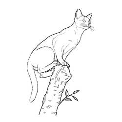 ぬりえページ: 猫 (動物) #1885 - 無料の印刷可能なぬりえページ