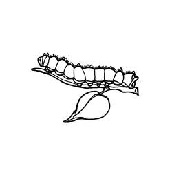 ぬりえページ: 毛虫 (動物) #18233 - 無料の印刷可能なぬりえページ