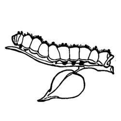ぬりえページ: 毛虫 (動物) #18300 - 無料の印刷可能なぬりえページ
