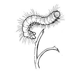 ぬりえページ: 毛虫 (動物) #18331 - 無料の印刷可能なぬりえページ