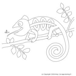 ぬりえページ: カメレオン (動物) #1407 - 無料の印刷可能なぬりえページ