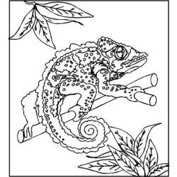 ぬりえページ: カメレオン (動物) #1409 - 無料の印刷可能なぬりえページ