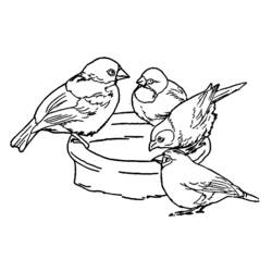 ぬりえページ: ひな鳥 (動物) #20136 - 無料の印刷可能なぬりえページ