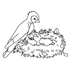 ぬりえページ: ひな鳥 (動物) #20142 - 無料の印刷可能なぬりえページ