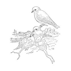 ぬりえページ: ひな鳥 (動物) #20143 - 無料の印刷可能なぬりえページ