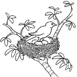 ぬりえページ: ひな鳥 (動物) #20150 - 無料の印刷可能なぬりえページ
