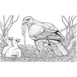 ぬりえページ: ひな鳥 (動物) #20360 - 無料の印刷可能なぬりえページ