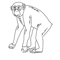 ぬりえページ: チンパンジー (動物) #2767 - 無料の印刷可能なぬりえページ