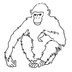 ぬりえページ: チンパンジー (動物) #2779 - 無料の印刷可能なぬりえページ