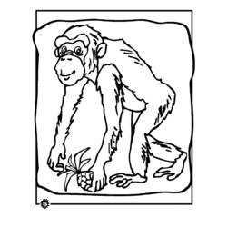 ぬりえページ: チンパンジー (動物) #2798 - 無料の印刷可能なぬりえページ