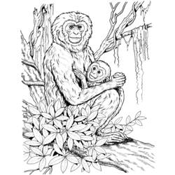 ぬりえページ: チンパンジー (動物) #2833 - 無料の印刷可能なぬりえページ