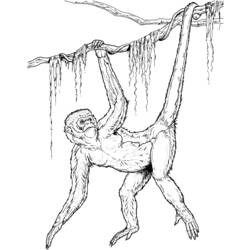 ぬりえページ: チンパンジー (動物) #2861 - 無料の印刷可能なぬりえページ
