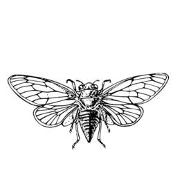 ぬりえページ: 蝉 (動物) #18438 - 無料の印刷可能なぬりえページ