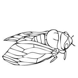 ぬりえページ: 蝉 (動物) #18441 - 無料の印刷可能なぬりえページ