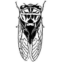 ぬりえページ: 蝉 (動物) #18448 - 無料の印刷可能なぬりえページ