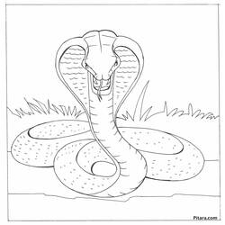 ぬりえページ: コブラ (動物) #3247 - 無料の印刷可能なぬりえページ