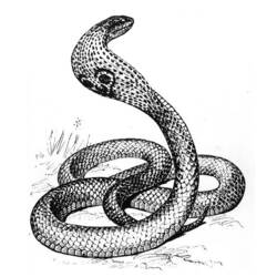 ぬりえページ: コブラ (動物) #3301 - 無料の印刷可能なぬりえページ