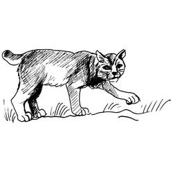 ぬりえページ: クーガー (動物) #4421 - 無料の印刷可能なぬりえページ