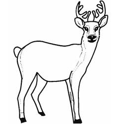 ぬりえページ: 鹿 (動物) #2562 - 無料の印刷可能なぬりえページ