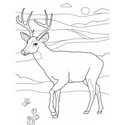 ぬりえページ: 鹿 (動物) #2568 - 無料の印刷可能なぬりえページ