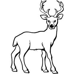 ぬりえページ: 鹿 (動物) #2570 - 無料の印刷可能なぬりえページ