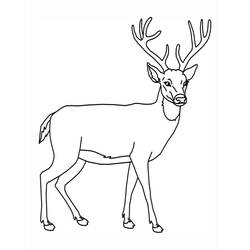 ぬりえページ: 鹿 (動物) #2575 - 無料の印刷可能なぬりえページ