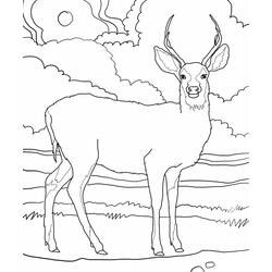 ぬりえページ: 鹿 (動物) #2576 - 無料の印刷可能なぬりえページ