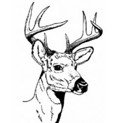 ぬりえページ: 鹿 (動物) #2580 - 無料の印刷可能なぬりえページ