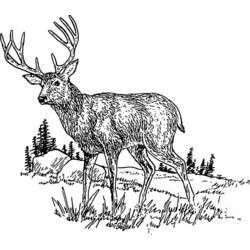 ぬりえページ: 鹿 (動物) #2583 - 無料の印刷可能なぬりえページ
