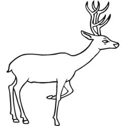 ぬりえページ: 鹿 (動物) #2589 - 無料の印刷可能なぬりえページ