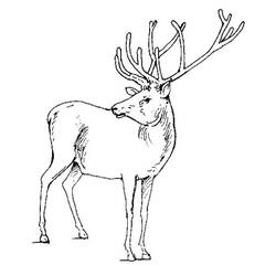 ぬりえページ: 鹿 (動物) #2590 - 無料の印刷可能なぬりえページ
