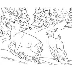 ぬりえページ: 鹿 (動物) #2593 - 無料の印刷可能なぬりえページ