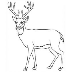 ぬりえページ: 鹿 (動物) #2594 - 無料の印刷可能なぬりえページ