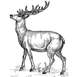 ぬりえページ: 鹿 (動物) #2599 - 無料の印刷可能なぬりえページ