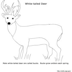 ぬりえページ: 鹿 (動物) #2600 - 無料の印刷可能なぬりえページ