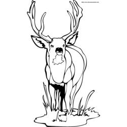 ぬりえページ: 鹿 (動物) #2610 - 無料の印刷可能なぬりえページ