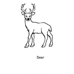ぬりえページ: 鹿 (動物) #2618 - 無料の印刷可能なぬりえページ