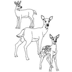 ぬりえページ: 鹿 (動物) #2619 - 無料の印刷可能なぬりえページ