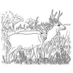 ぬりえページ: 鹿 (動物) #2623 - 無料の印刷可能なぬりえページ