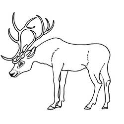 ぬりえページ: 鹿 (動物) #2626 - 無料の印刷可能なぬりえページ