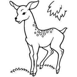 ぬりえページ: 鹿 (動物) #2627 - 無料の印刷可能なぬりえページ