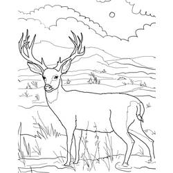 ぬりえページ: 鹿 (動物) #2629 - 無料の印刷可能なぬりえページ