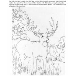 ぬりえページ: 鹿 (動物) #2630 - 無料の印刷可能なぬりえページ