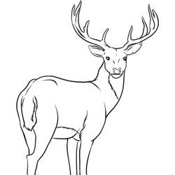 ぬりえページ: 鹿 (動物) #2631 - 無料の印刷可能なぬりえページ