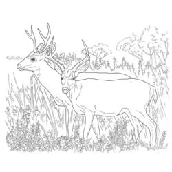 ぬりえページ: 鹿 (動物) #2632 - 無料の印刷可能なぬりえページ