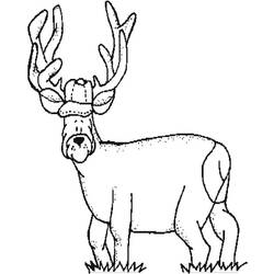 ぬりえページ: 鹿 (動物) #2634 - 無料の印刷可能なぬりえページ