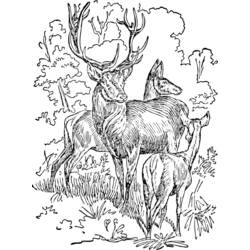 ぬりえページ: 鹿 (動物) #2640 - 無料の印刷可能なぬりえページ