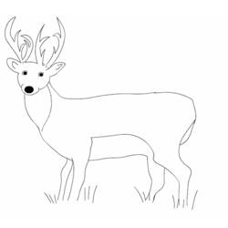 ぬりえページ: 鹿 (動物) #2646 - 無料の印刷可能なぬりえページ