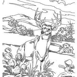 ぬりえページ: 鹿 (動物) #2655 - 無料の印刷可能なぬりえページ