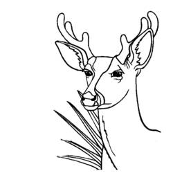 ぬりえページ: 鹿 (動物) #2660 - 無料の印刷可能なぬりえページ